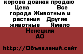 корова дойная продаю › Цена ­ 100 000 - Все города Животные и растения » Другие животные   . Ямало-Ненецкий АО